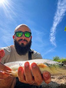 Rainbow Trout