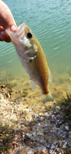 Smallmouth Bass