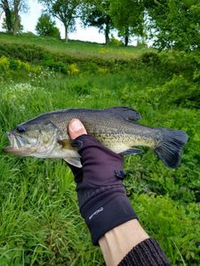 Largemouth Bass