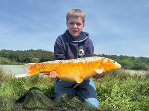 Koï Fish