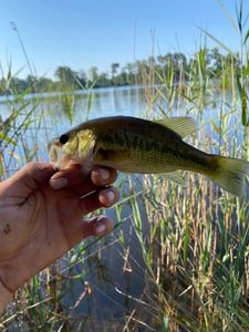 Largemouth Bass