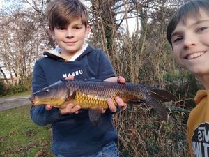 Common Carp