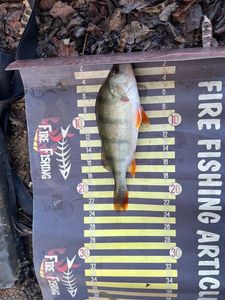 European Perch