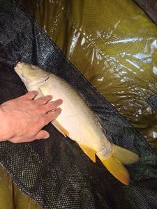 Mirror Carp
