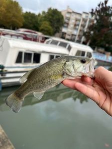 Smallmouth Bass