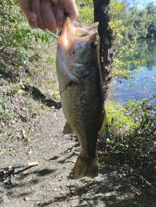 Smallmouth Bass