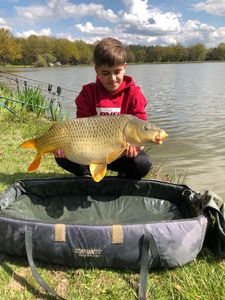 Common Carp