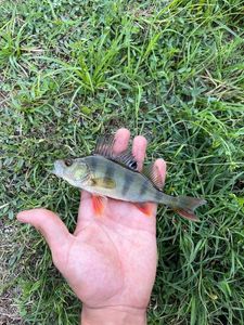 European Perch