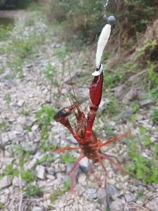 Red Swamp Crayfish