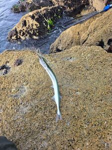 Garfish