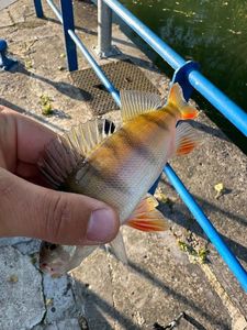 European Perch