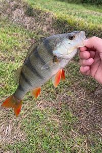 European Perch