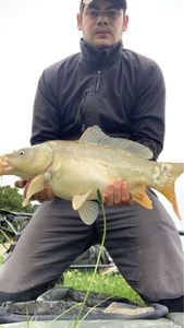 Mirror Carp
