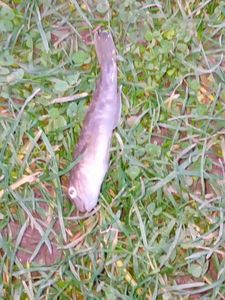 Round Goby