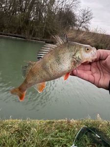 European Perch