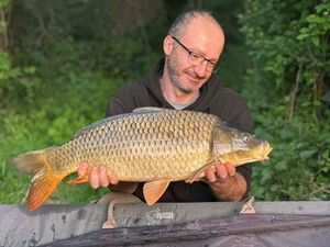Common Carp