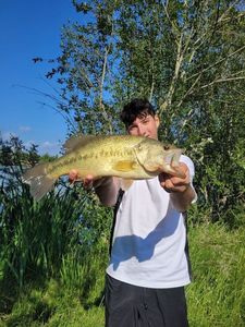 Largemouth Bass