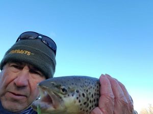 Brown Trout