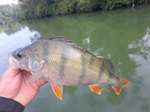Golden Perch