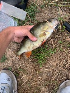 European Perch