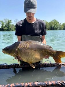 Mirror Carp