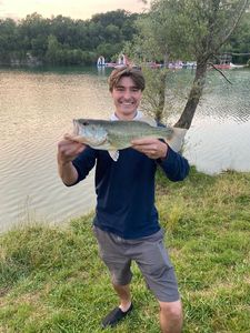 Largemouth Bass