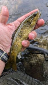 Brown Trout