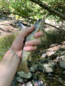 Brown Trout