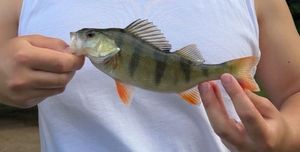 European Perch