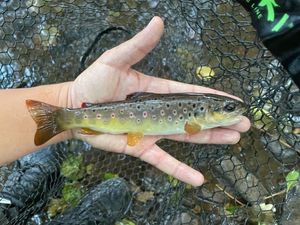 Brown Trout