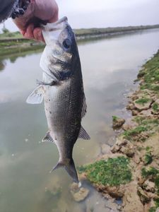European Bass (Seabass)
