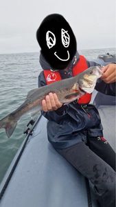 European Bass (Seabass)