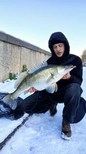 Zander
