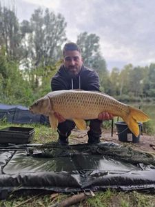 Common Carp