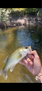 Largemouth Bass