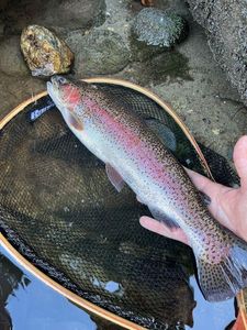 Rainbow Trout