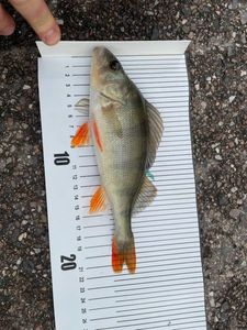 European Perch