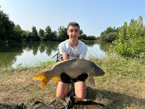 Common Carp