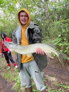 Chain Pickerel