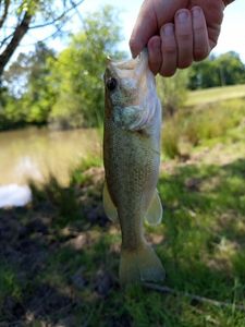 Largemouth Bass