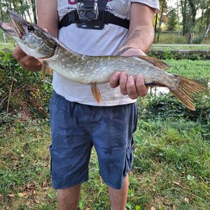 Northern Pike