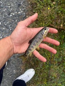Brown Trout
