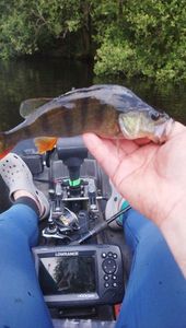 European Perch