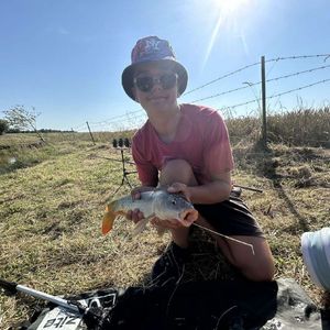 Common Carp