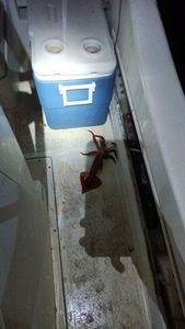 European Squid