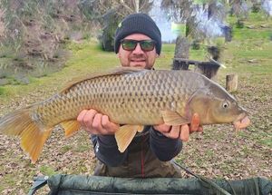 Common Carp