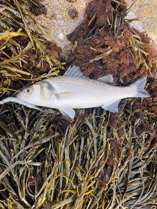 European Bass (Seabass)