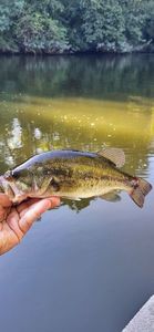 Largemouth Bass