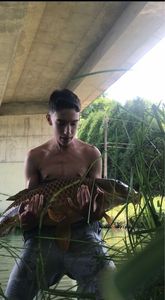 Mirror Carp