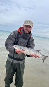 Thicklip Grey Mullet